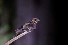 Jerdon's Nightjar