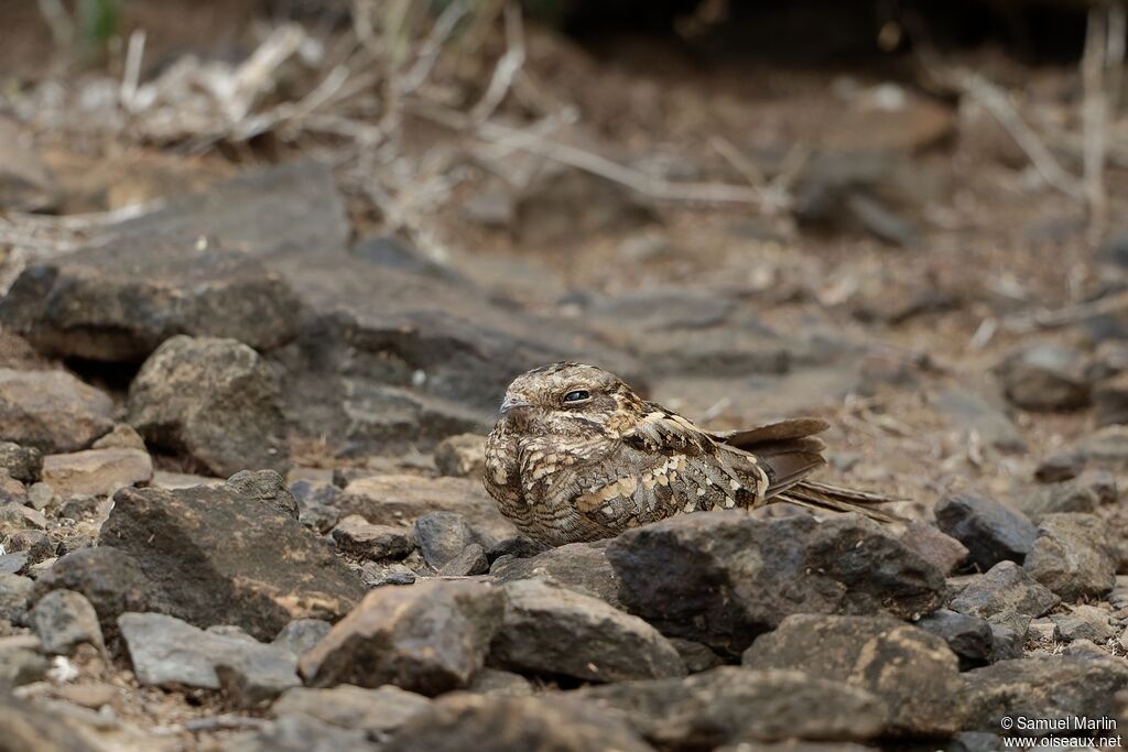 Slender-tailed Nightjaradult