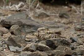 Slender-tailed Nightjar