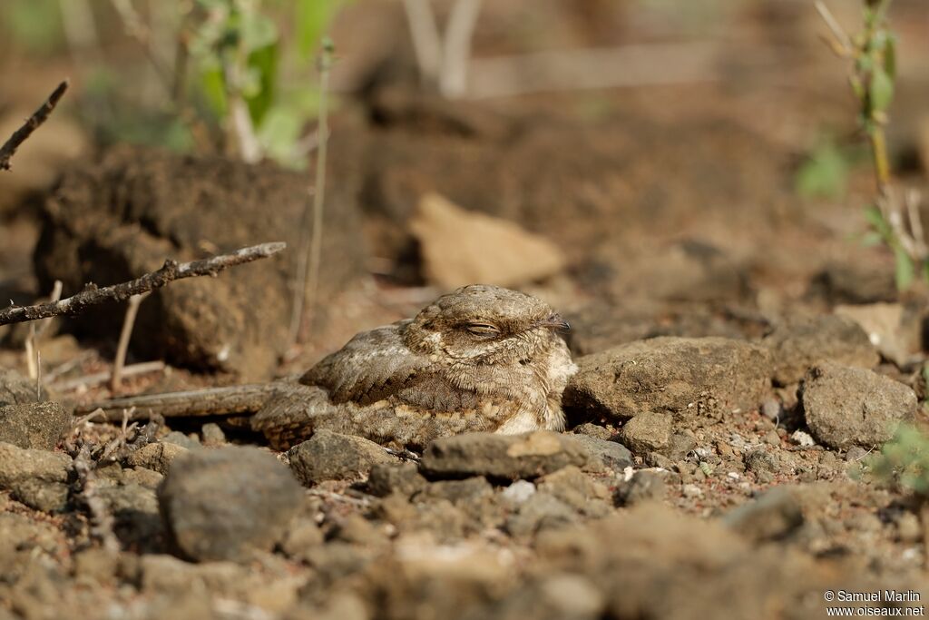 Slender-tailed Nightjarjuvenile