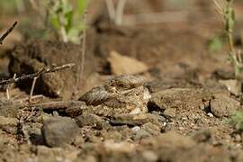 Slender-tailed Nightjar