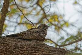 Jungle Nightjar