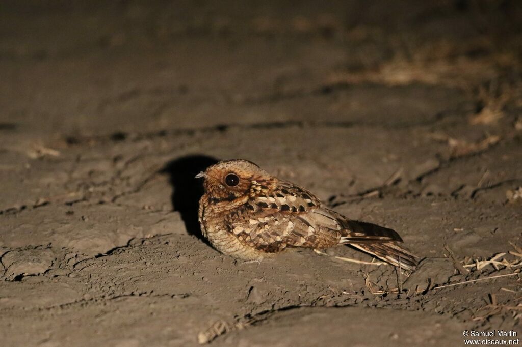 Square-tailed Nightjaradult