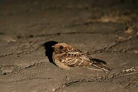 Square-tailed Nightjar