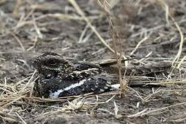 Square-tailed Nightjar