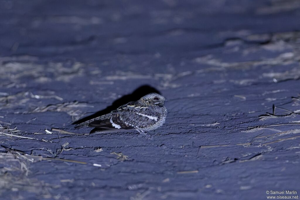 Engoulevent du Mozambiqueadulte