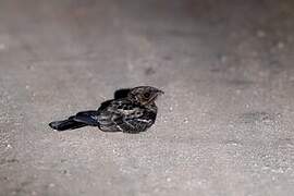 Indian Nightjar