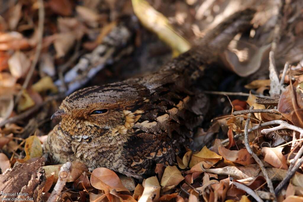 Madagascan Nightjar male adult, close-up portrait, camouflage