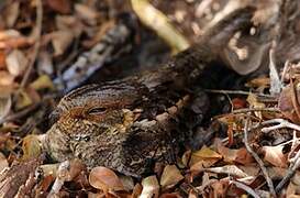 Madagascar Nightjar