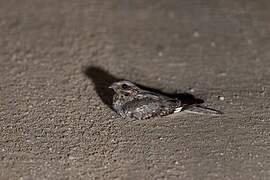 Fiery-necked Nightjar