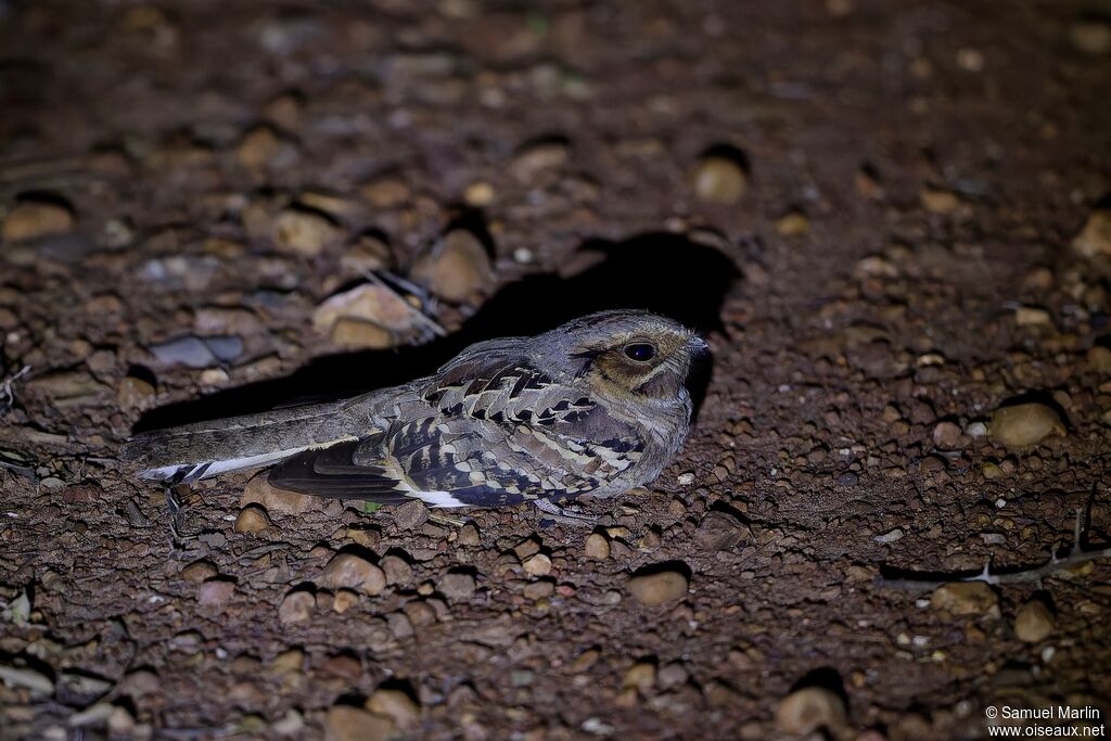 Pauraqueadult
