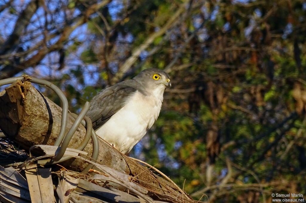 Frances's Sparrowhawk male adult