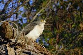 Frances's Sparrowhawk