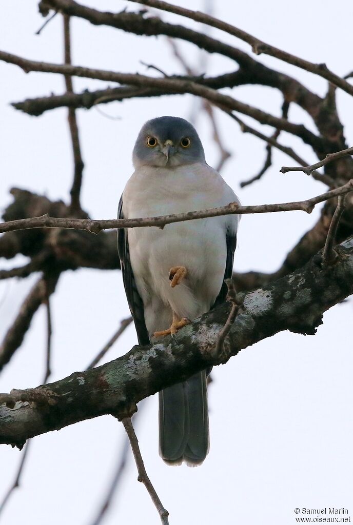 Frances's Sparrowhawk male adult