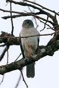 Frances's Sparrowhawk