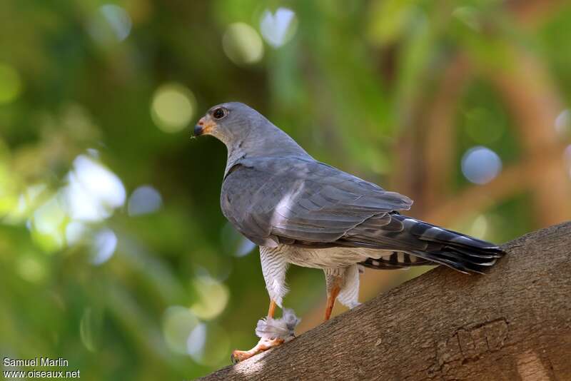 Ovambo Sparrowhawkadult, identification