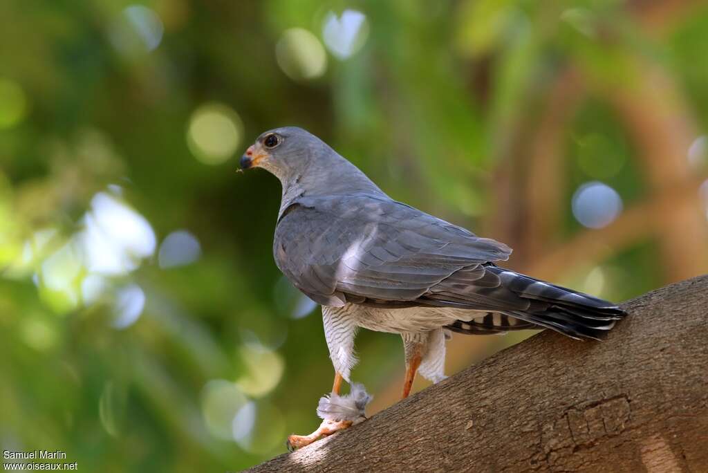 Ovambo Sparrowhawkadult, identification