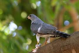 Ovambo Sparrowhawk