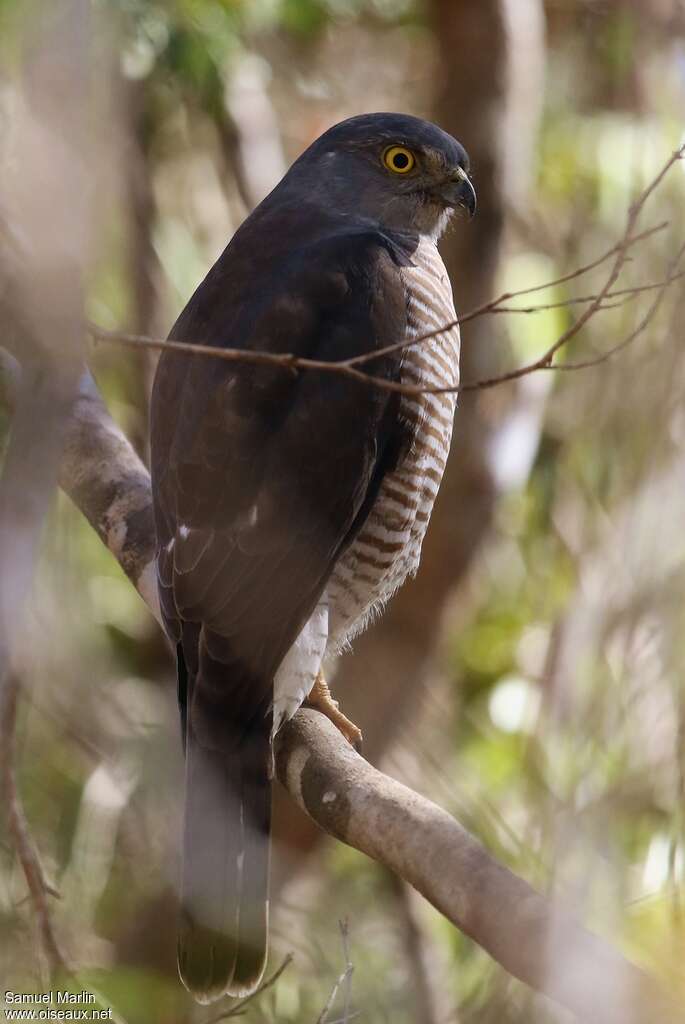 Madagascar Sparrowhawkadult, identification