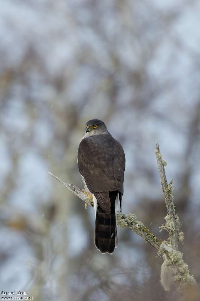 Chilean Hawkadult