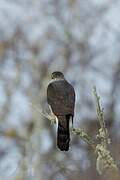 Chilean Hawk