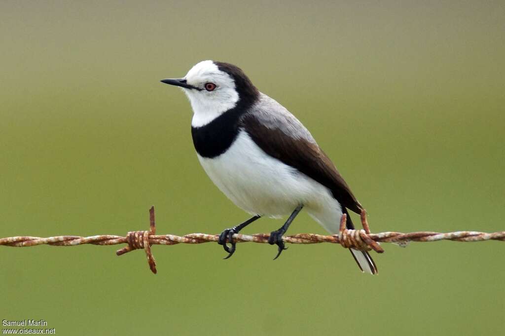 White-fronted Chat male adult breeding, identification