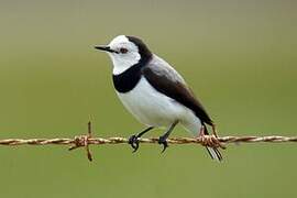 White-fronted Chat