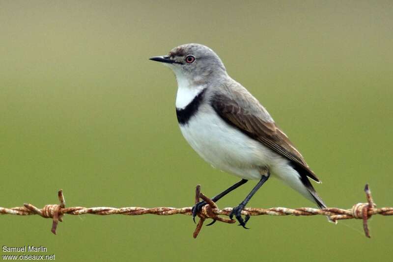 White-fronted Chat female adult breeding, identification