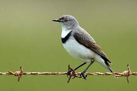 White-fronted Chat