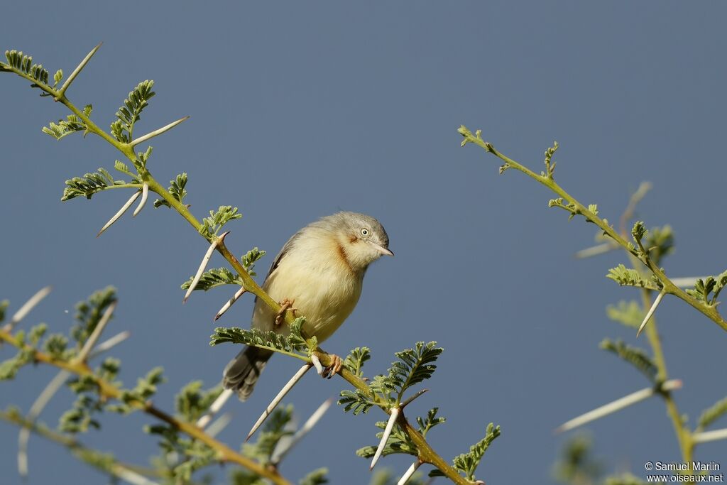 Burnt-necked Eremomelaadult