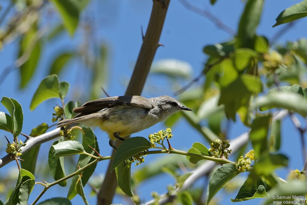 Yellow-bellied Eremomelaadult