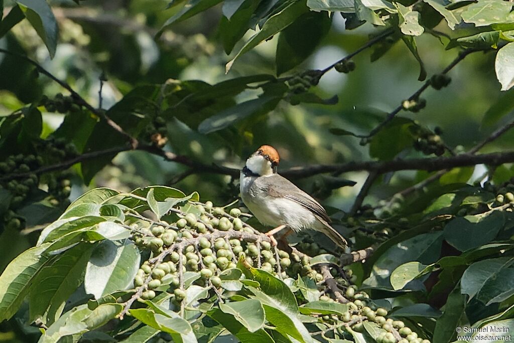 Turner's Eremomelaadult