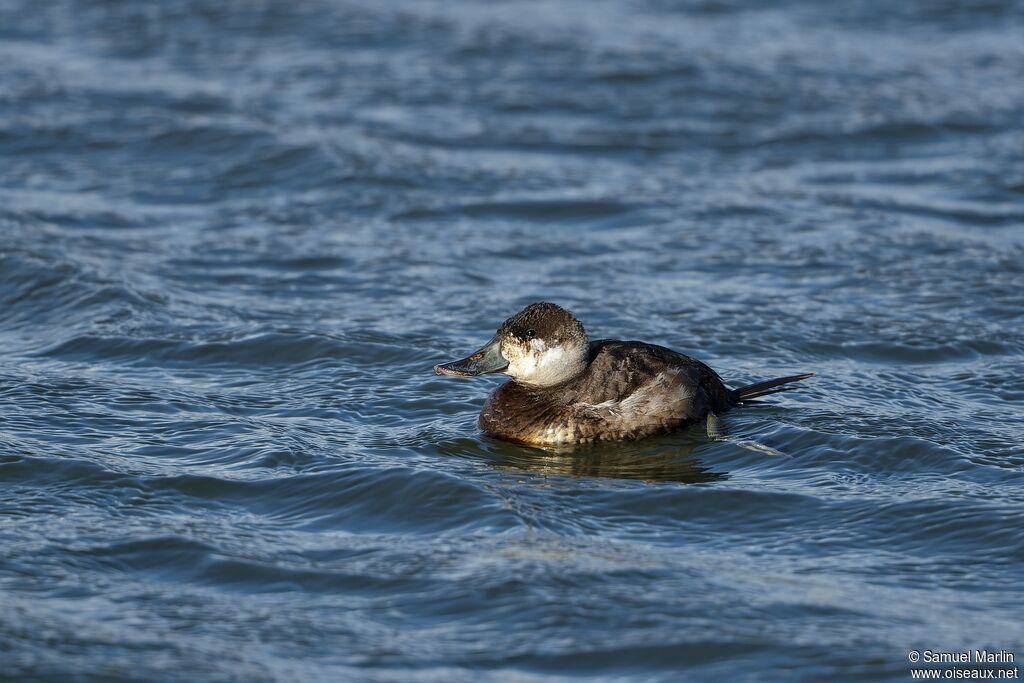 Ruddy Duck female adult