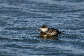 Ruddy Duck