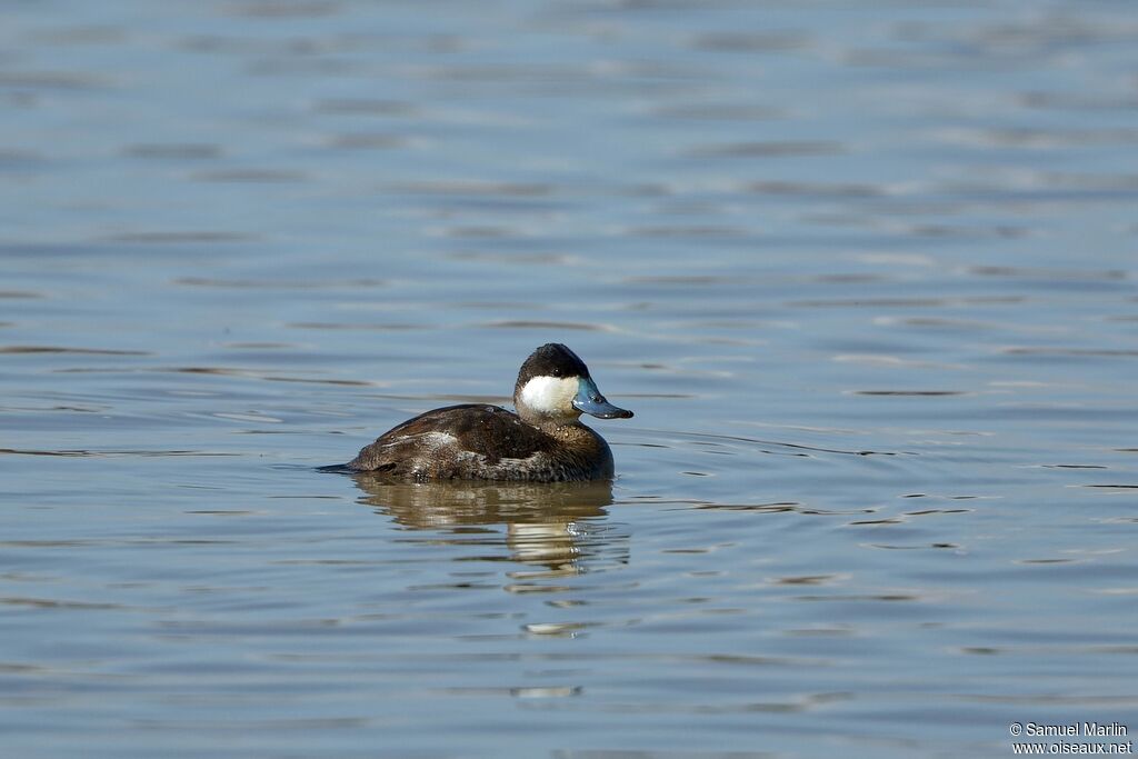 Ruddy Duck male adult