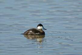 Ruddy Duck