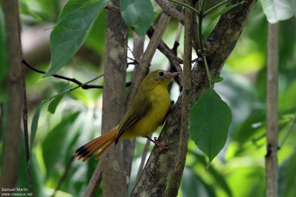 Érythrocerque de Livingstoneadulte, identification