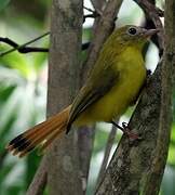 Livingstone's Flycatcher