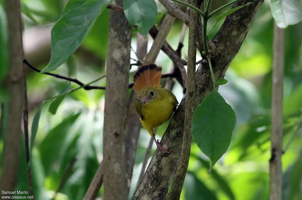 Livingstone's Flycatcheradult, close-up portrait