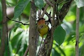 Livingstone's Flycatcher