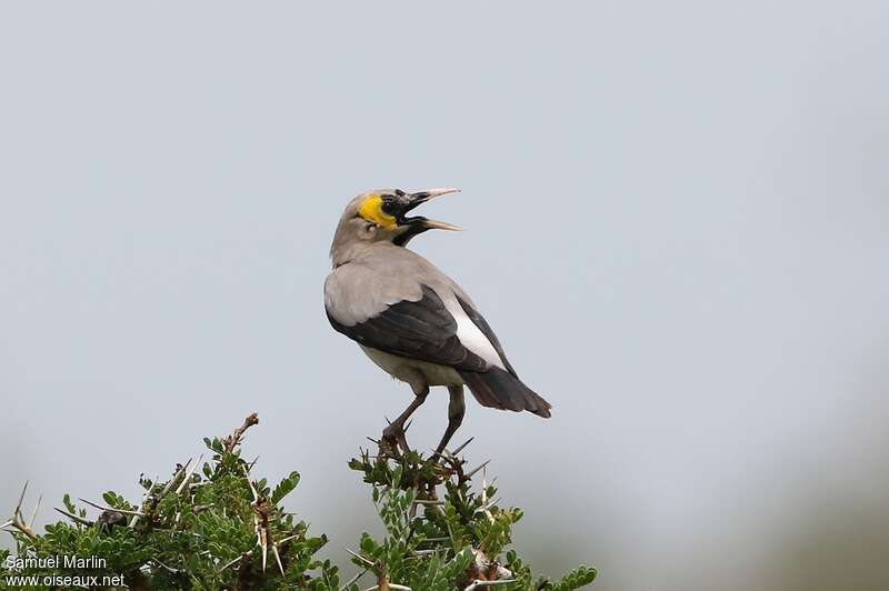 Wattled Starling male adult, pigmentation, song