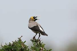 Wattled Starling