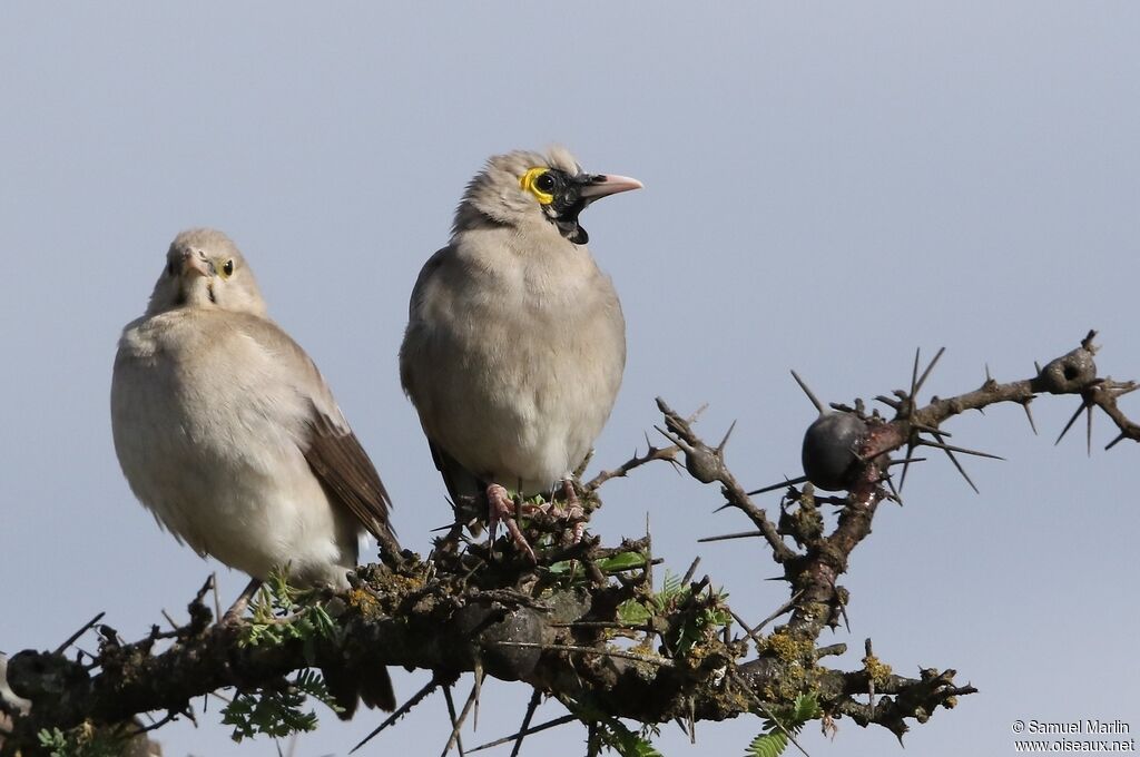 Wattled Starlingadult