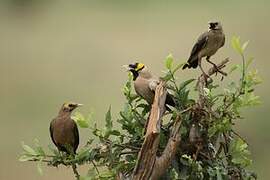 Wattled Starling