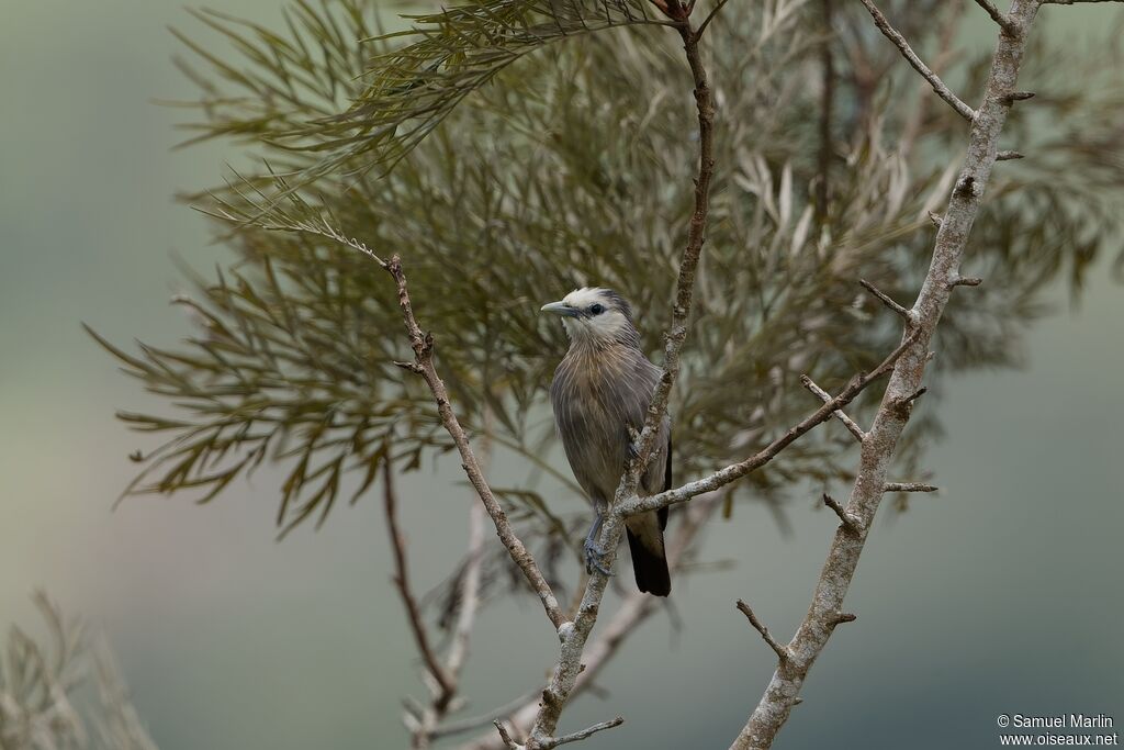 White-faced Starlingadult