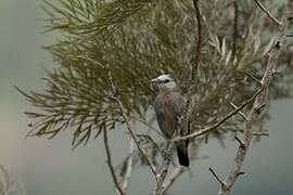 White-faced Starling