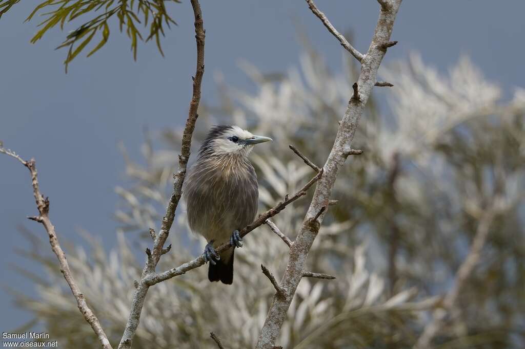 White-faced Starlingadult