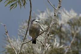 White-faced Starling