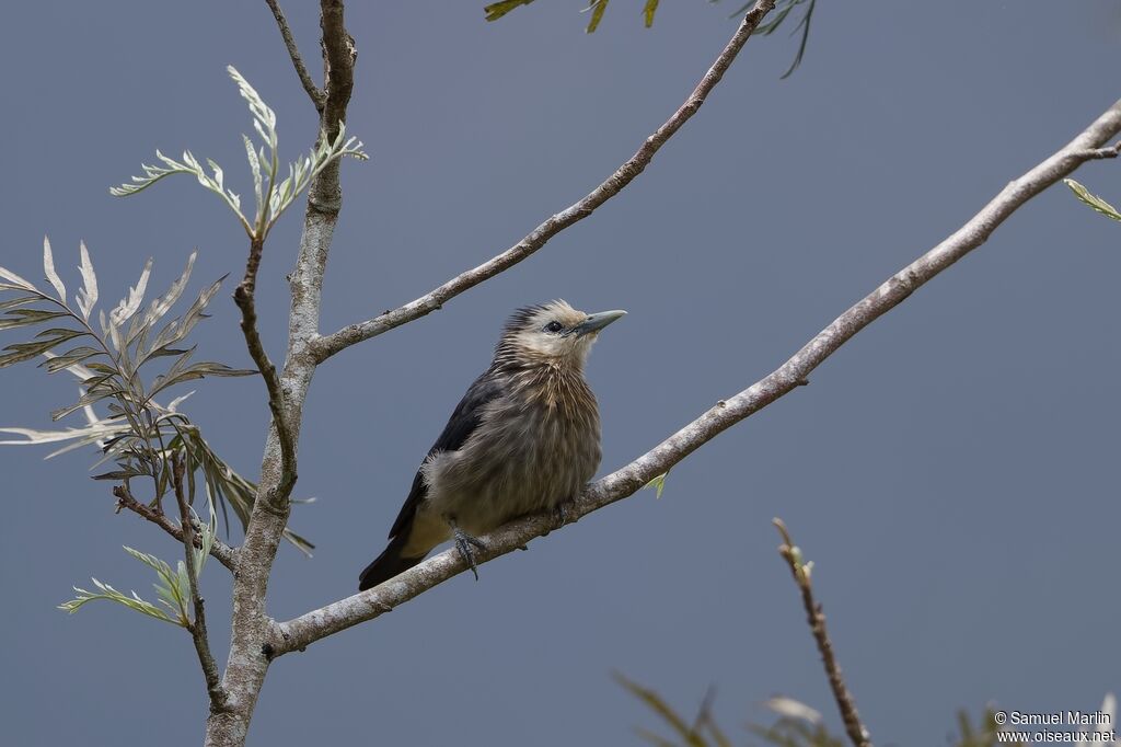 White-faced Starling