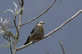 White-faced Starling